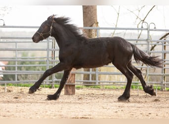 Frison, Étalon, 3 Ans, Noir