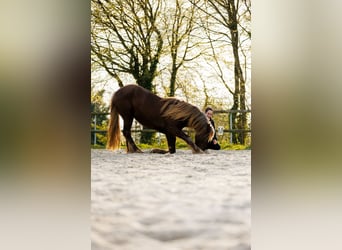 Frison, Étalon, 4 Ans, 157 cm, Alezan brûlé