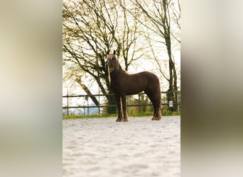 Frison, Étalon, 4 Ans, 157 cm, Alezan brûlé