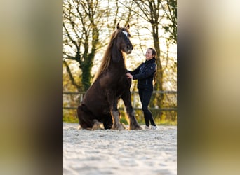 Frison, Étalon, 4 Ans, 157 cm, Alezan brûlé