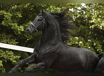 Frison, Étalon, 4 Ans, 162 cm, Noir