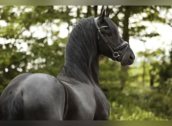 Frison, Étalon, 4 Ans, 162 cm, Noir