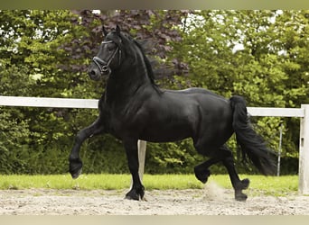 Frison, Étalon, 4 Ans, 162 cm, Noir