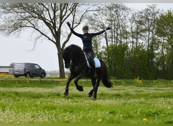 Frison, Étalon, 4 Ans, 162 cm, Noir