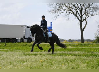 Frison, Étalon, 4 Ans, 162 cm, Noir
