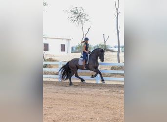 Frison, Étalon, 4 Ans, 165 cm, Noir