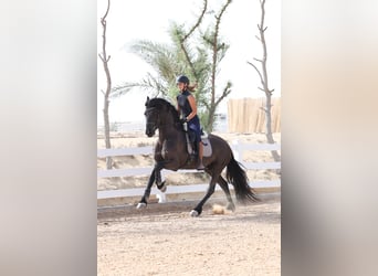 Frison, Étalon, 4 Ans, 165 cm, Noir