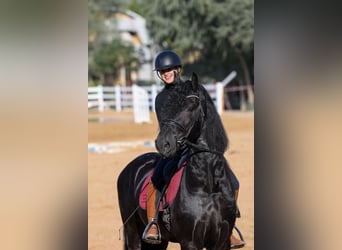 Frison, Étalon, 4 Ans, 165 cm, Noir