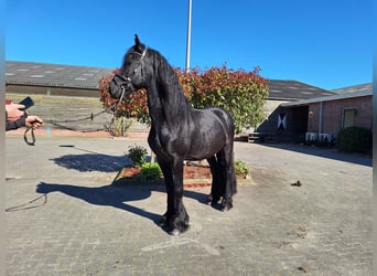 Frison, Étalon, 4 Ans, 165 cm, Noir