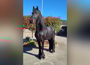 Frison, Étalon, 4 Ans, 165 cm, Noir