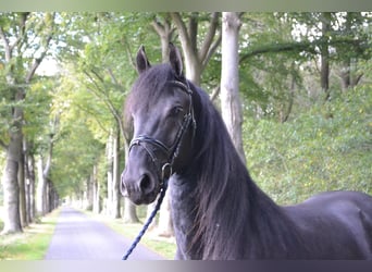 Frison, Étalon, 4 Ans, 165 cm, Noir