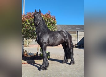 Frison, Étalon, 4 Ans, 165 cm, Noir