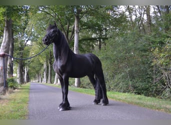 Frison, Étalon, 4 Ans, 165 cm, Noir