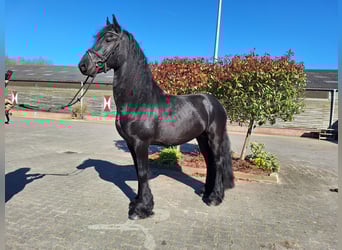 Frison, Étalon, 4 Ans, 165 cm, Noir