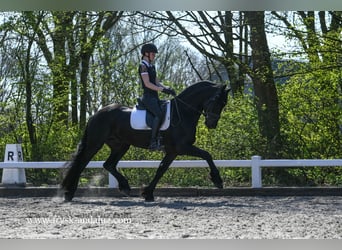 Frison, Étalon, 4 Ans, 165 cm, Noir