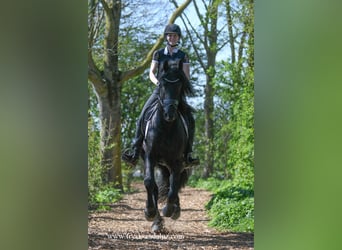Frison, Étalon, 4 Ans, 165 cm, Noir