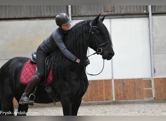 Frison, Étalon, 4 Ans, 166 cm, Noir