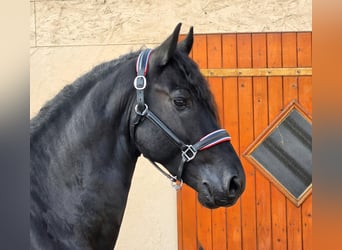 Frison, Étalon, 4 Ans, 169 cm, Noir