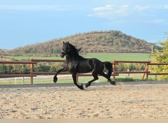 Frison, Étalon, 4 Ans, 169 cm, Noir