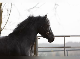 Frison, Étalon, 4 Ans, Noir