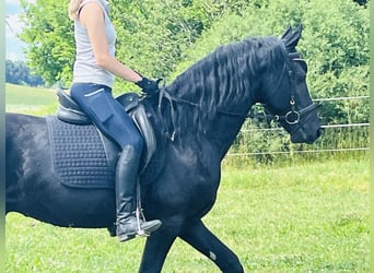 Frison, Étalon, 4 Ans, Noir