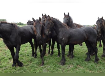 Frison, Étalon, 5 Ans, 155 cm