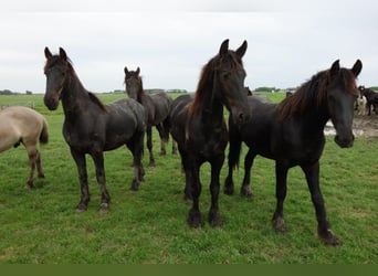 Frison, Étalon, 5 Ans, 155 cm