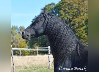 Frison, Étalon, 5 Ans, 158 cm, Noir
