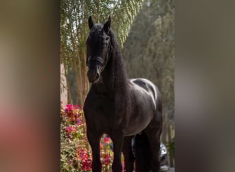 Frison, Étalon, 5 Ans, 162 cm, Noir