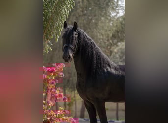 Frison, Étalon, 5 Ans, 162 cm, Noir