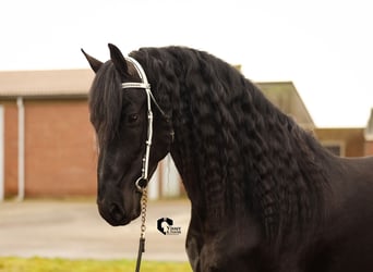 Frison, Étalon, 5 Ans, 163 cm