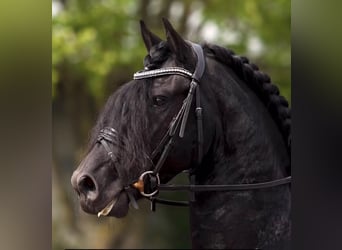 Frison, Étalon, 5 Ans, 163 cm, Noir