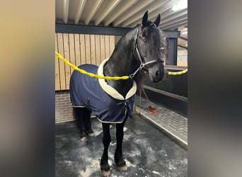 Frison, Étalon, 5 Ans, 163 cm, Noir