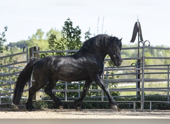 Frison, Étalon, 5 Ans, 163 cm, Noir