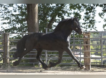 Frison, Étalon, 5 Ans, 163 cm, Noir