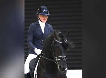 Frison, Étalon, 5 Ans, 164 cm, Noir