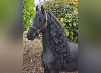 Frison, Étalon, 5 Ans, 164 cm, Noir