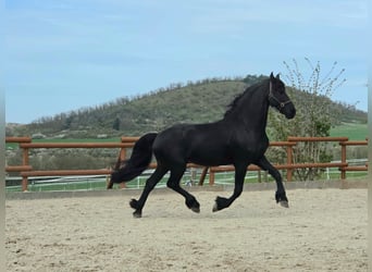 Frison, Étalon, 5 Ans, 164 cm, Noir