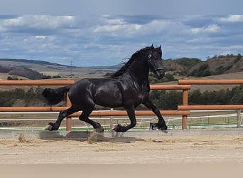 Frison, Étalon, 5 Ans, 165 cm, Noir