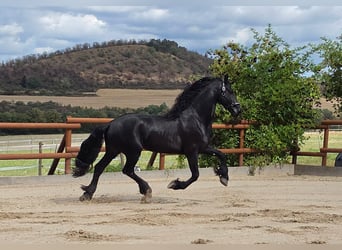 Frison, Étalon, 5 Ans, 165 cm, Noir