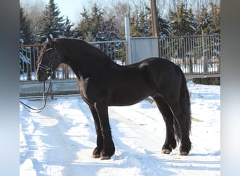 Frison, Étalon, 5 Ans, 165 cm, Noir