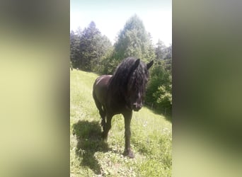 Frison, Étalon, 5 Ans, 168 cm, Noir