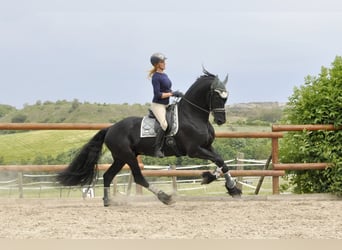 Frison, Étalon, 5 Ans, 168 cm, Noir