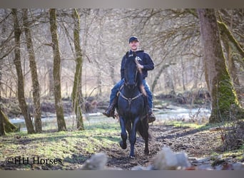 Frison, Étalon, 5 Ans, 168 cm, Noir