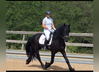 Frison, Étalon, 5 Ans, 170 cm, Noir