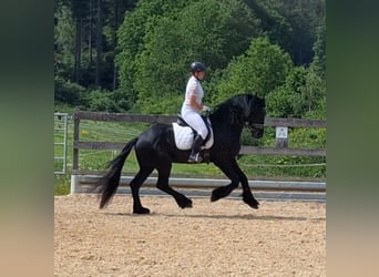 Frison, Étalon, 5 Ans, 170 cm, Noir