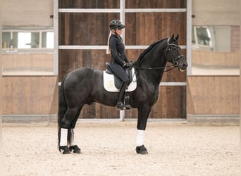 Frison, Étalon, 5 Ans, 170 cm, Noir