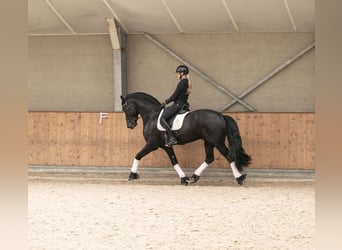 Frison, Étalon, 5 Ans, 170 cm, Noir