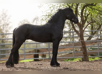 Frison, Étalon, 5 Ans, Noir