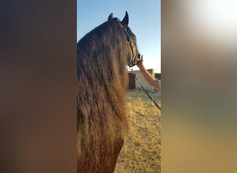 Frison, Étalon, 5 Ans, Noir